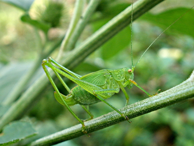 image of Phaneroptera species