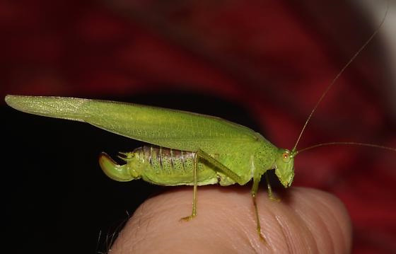 image of Phaneroptera species