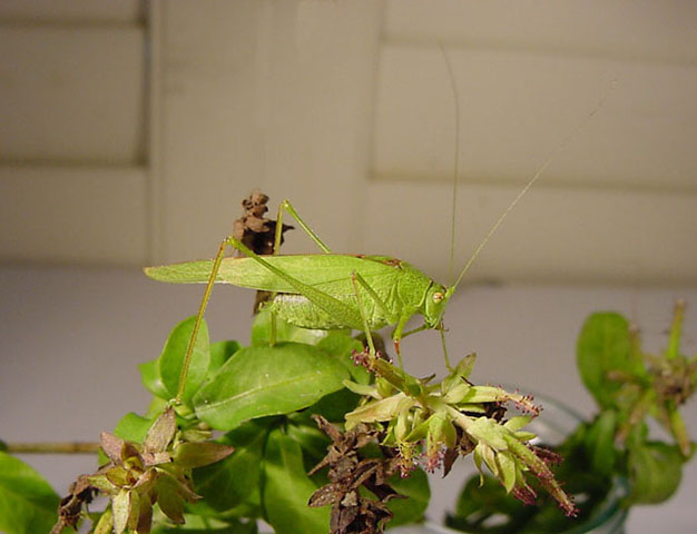 image of Phaneroptera nana