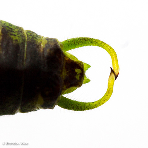 image of Phaneroptera species