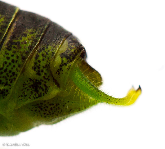 image of Phaneroptera species