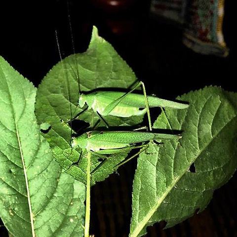image of Phaneroptera species