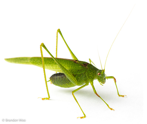 image of Phaneroptera species