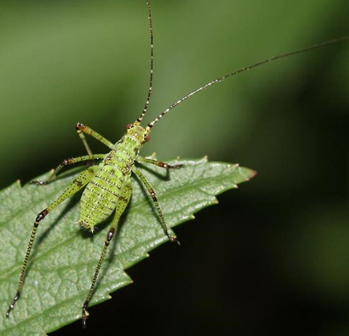 image of Phaneroptera species