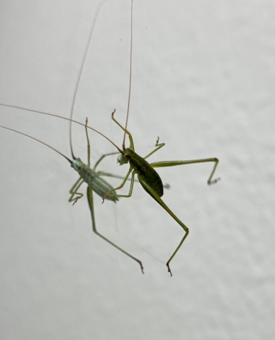 image of Phaneroptera species