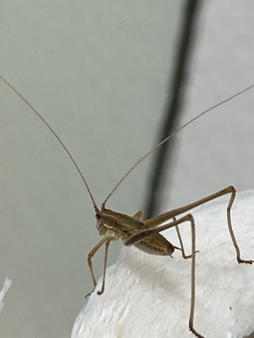 image of Phaneroptera species