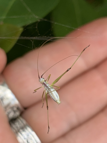 image of Phaneroptera species
