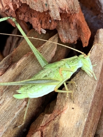 image of Phaneroptera species