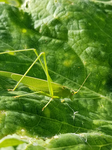 image of Phaneroptera species
