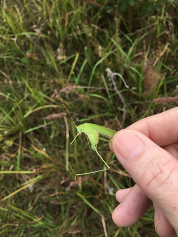 image of Phaneroptera species