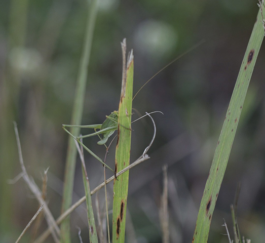 image of Phaneroptera species