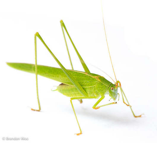 image of Phaneroptera species