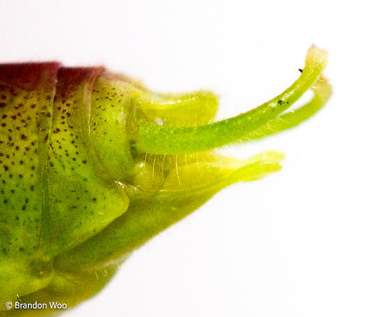 image of Phaneroptera species