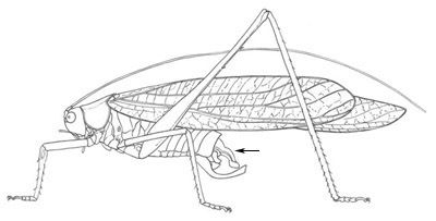 lateral view of male Scudderia