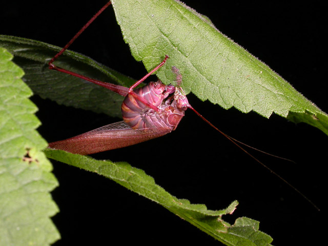 Scudderia female has laid egg in leaf