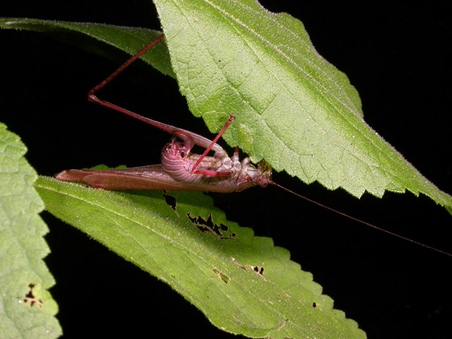 egg in leaf
