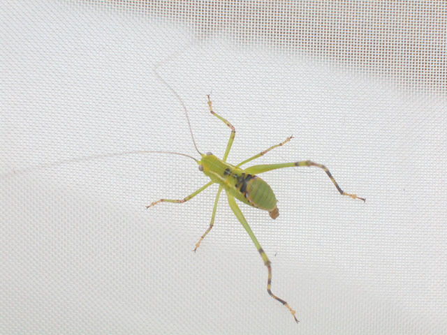 image of Stilpnochlora couloniana