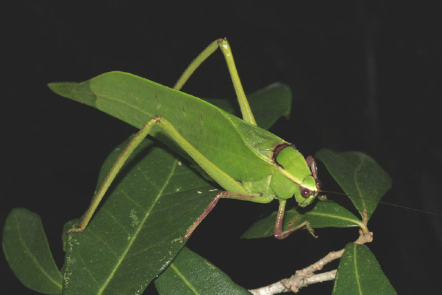 image of Stilpnochlora couloniana