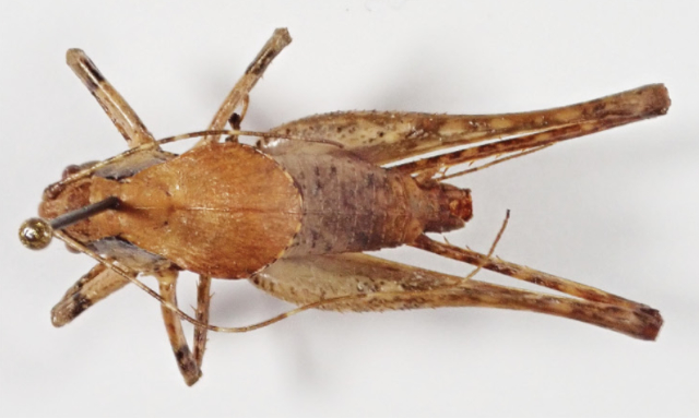 image of Neduba carinata	