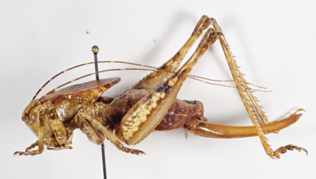 image of Neduba castanea