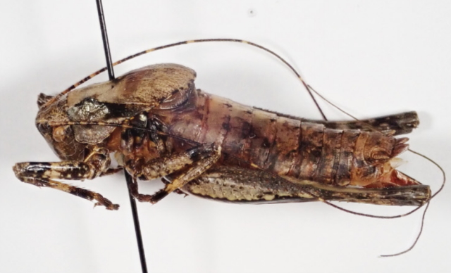 image of Neduba convexa