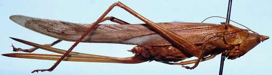 image of Neoconocephalus ensiger