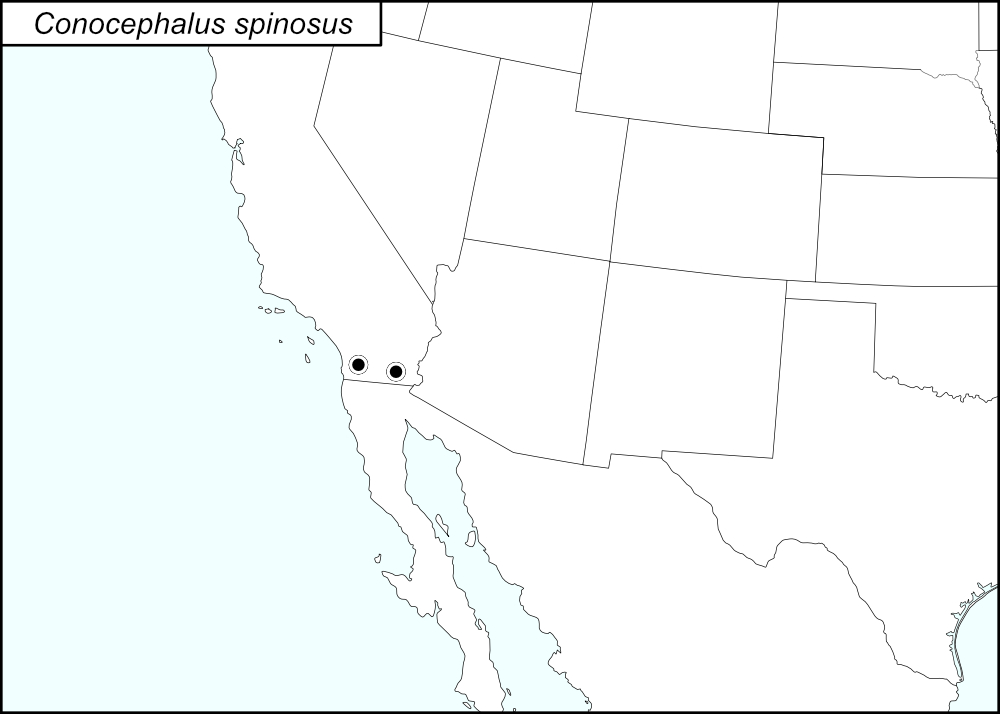 distribution map for Conocephalus spinosus