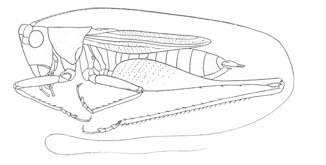 image of Conocephalus stictomerus