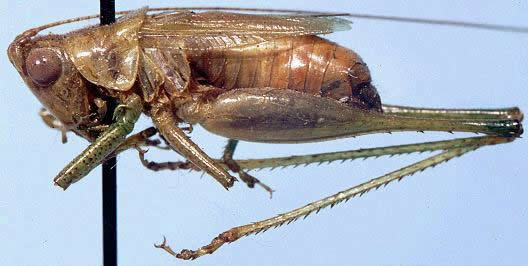 image of Conocephalus aigialus