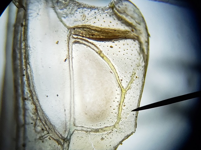 image of Conocephalus cinereus