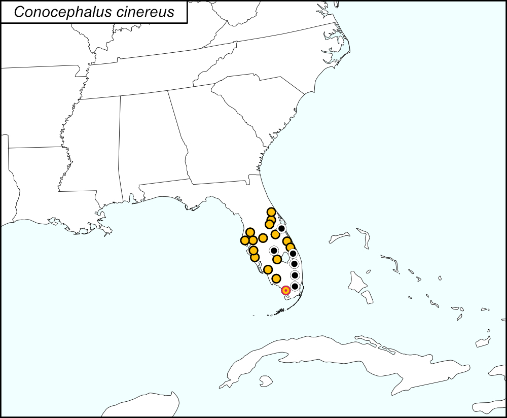 distribution map for Conocephalus cinereus