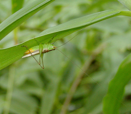 image of Conocephalus cinereus