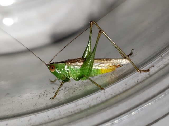 image of Conocephalus cinereus