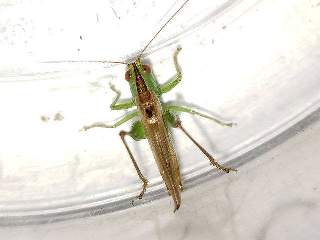 image of Conocephalus cinereus