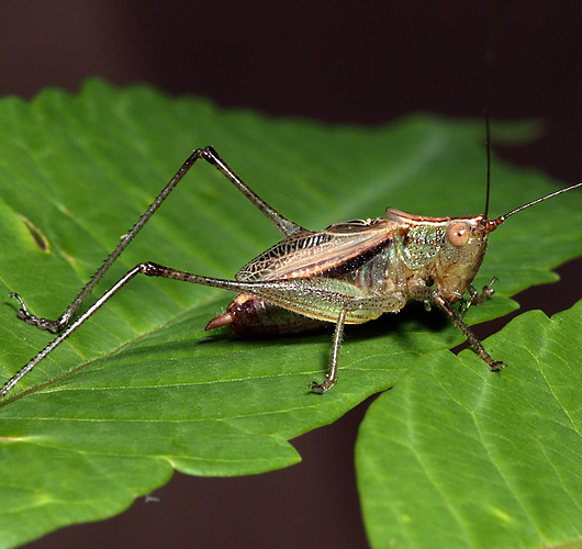 image of Conocephalus nemoralis