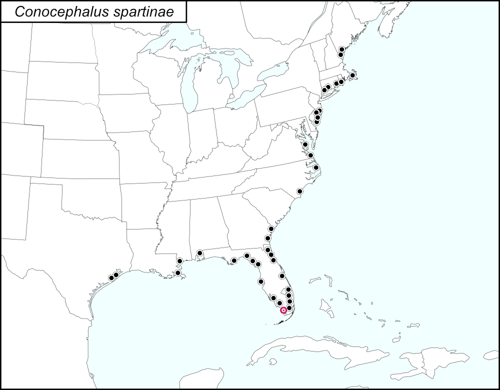 distribution map for Conocephalus spartinae