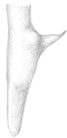 image of Conocephalus strictus