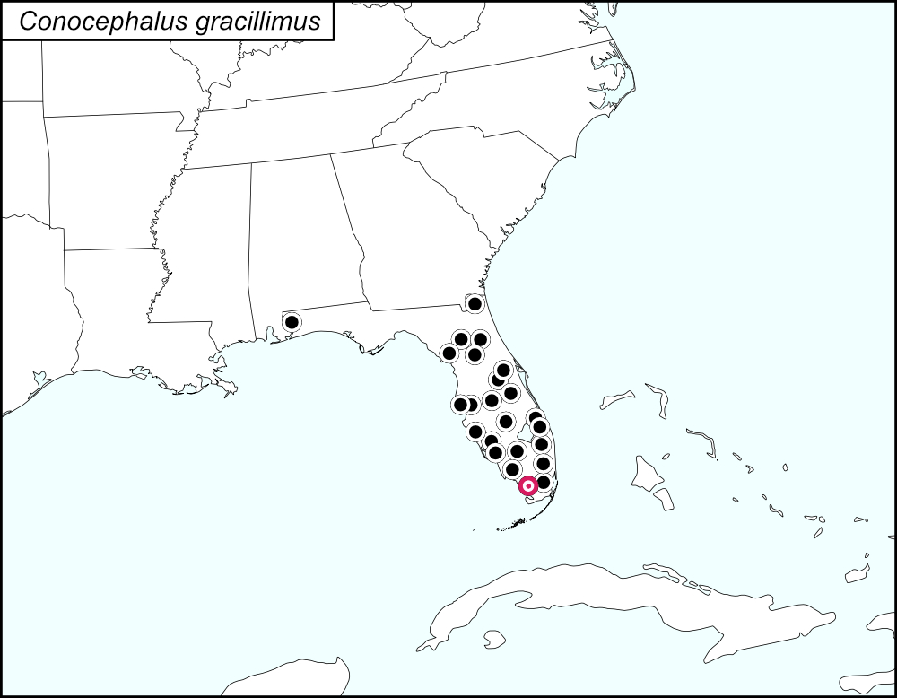 distribution map for Conocephalus gracillimus