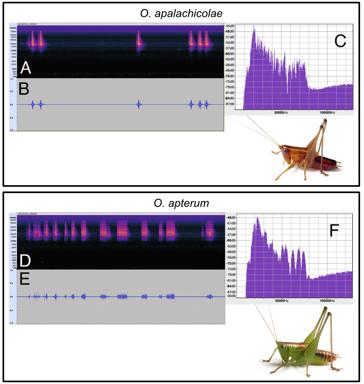 image of Odontoxiphidium apalachicolae