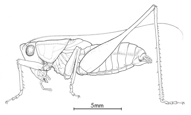 image of Odontoxiphidium apterum