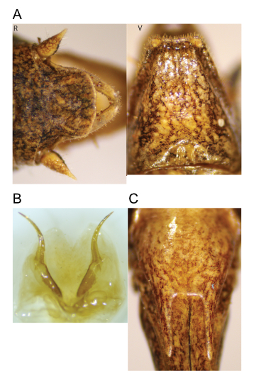 images of Aglaothorax diminutiva male terminalia and titillators and female subgenital plate