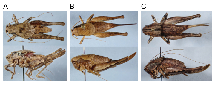 images of Aglaothorax diminutiva male topotype, female paratype, and female