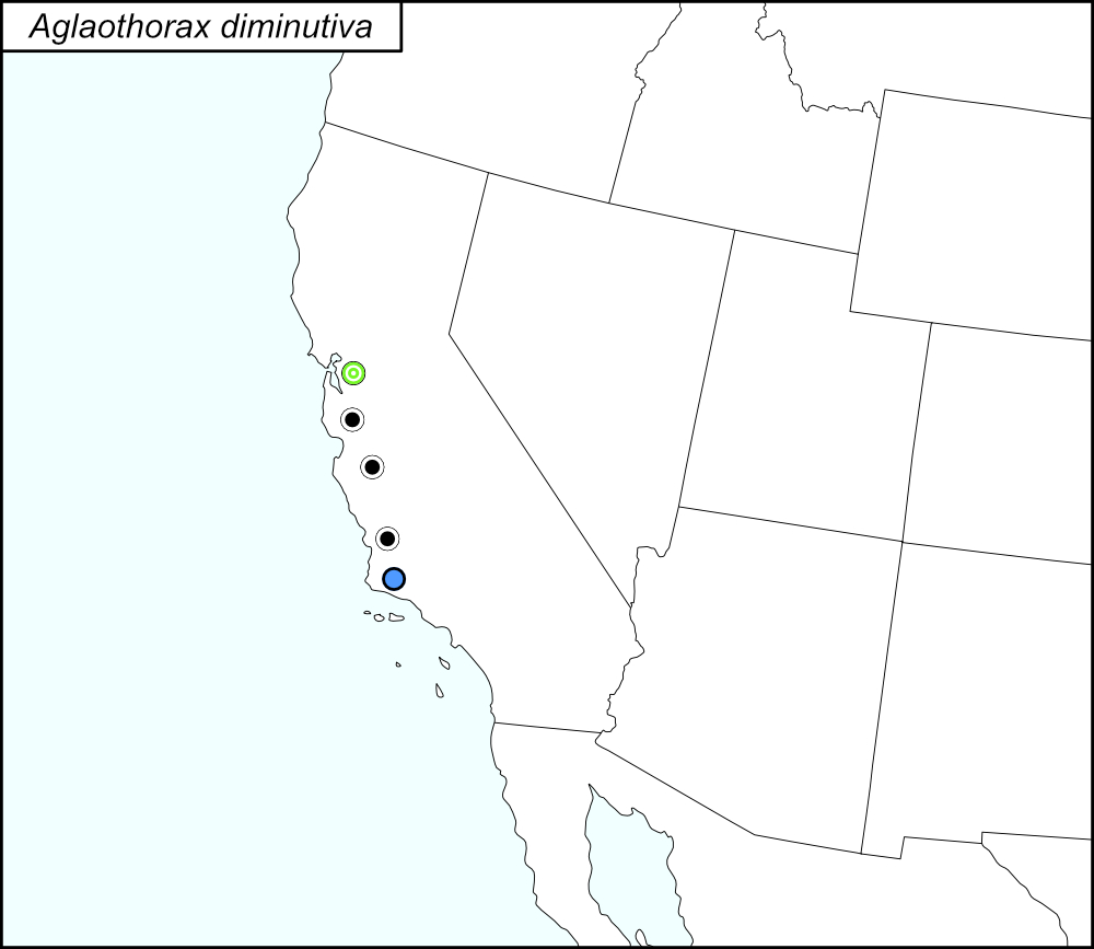 distribution map for Aglaothorax diminutiva