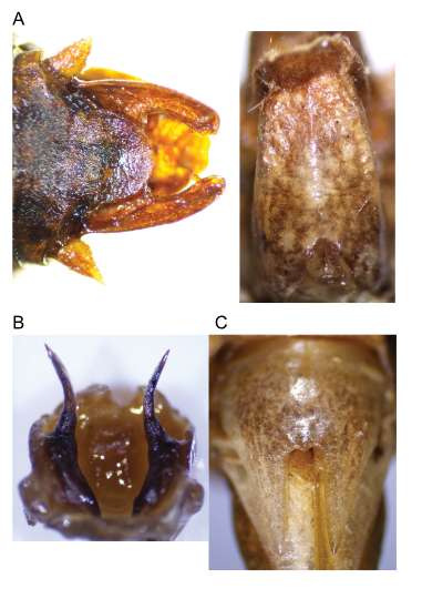 images of Aglaothorax gurneyi male terminalia and titillators and female subgenital plate