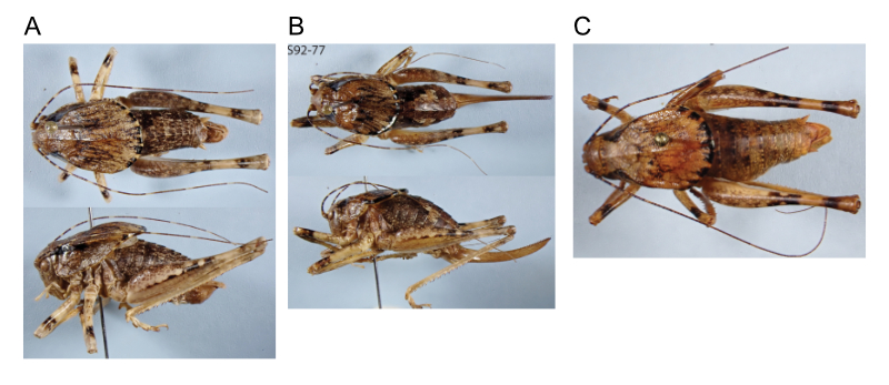 images of Aglaothorax gurneyi male, female topotype, and male