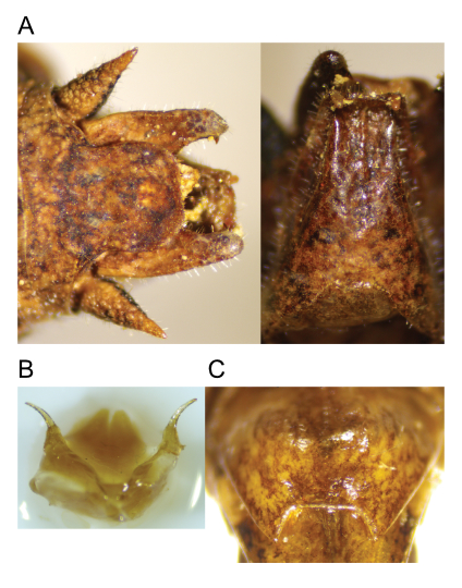 images of Aglaothorax longipennis male terminalia and titillators and female subgenital plate