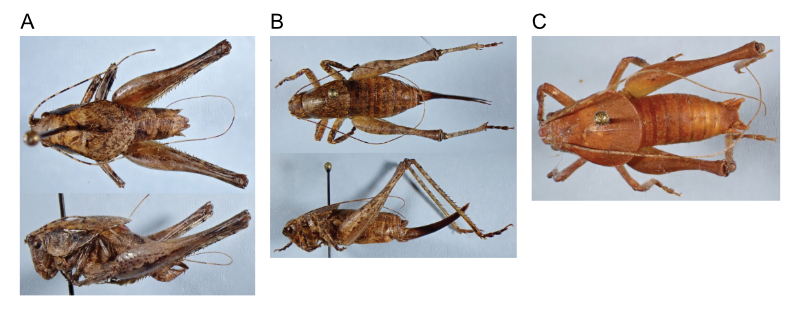 images of Aglaothorax longipennis male topotype, female, and male
