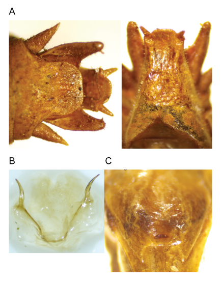 images of Aglaothorax morsei male terminalia and titillators and female subgenital plate