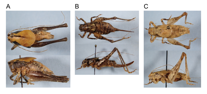 images of Aglaothorax morsesi male topotype, female, and male