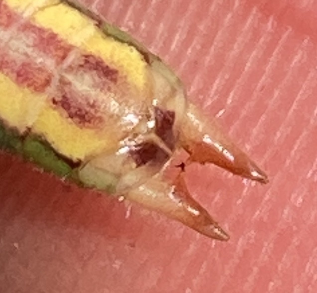 image of Ochelimum unispina